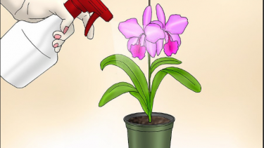 Evde Orkide Bakımını Nasıl Yapmalıyım?