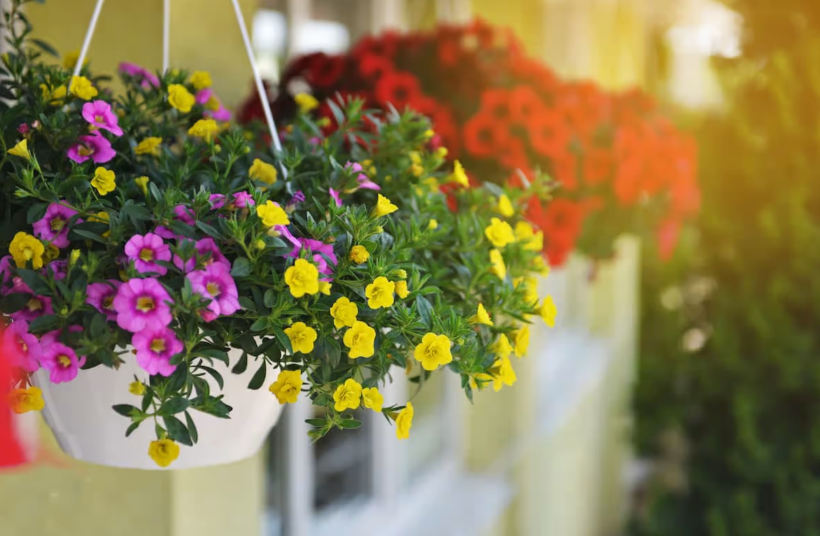 Balkon Saksı Çiçekleri