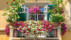 Balkon Saksı Çiçekleri