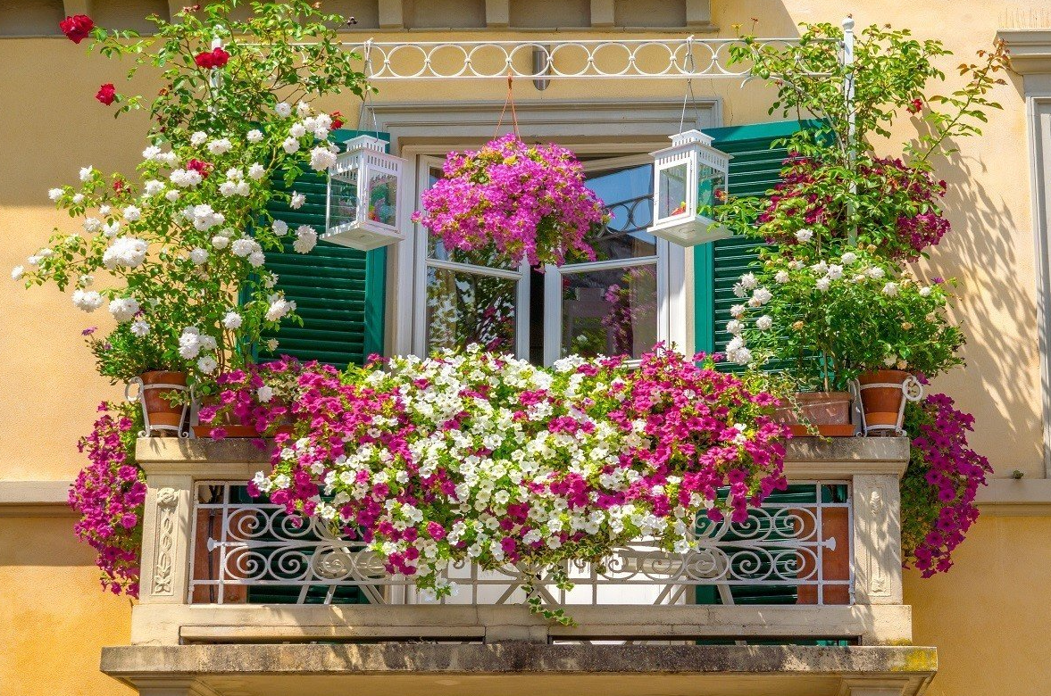 Balkon Saksı Çiçekleri