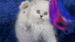 Kedi Fiyatları