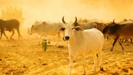 Akika Kurbanı Bağışı ile Sevinci Umuda Dönüştürün